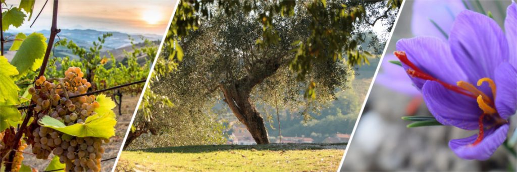 Piano Sviluppo Rurale Regione Marche, incremento di 2 milioni di euro per la dotazione dei bandi