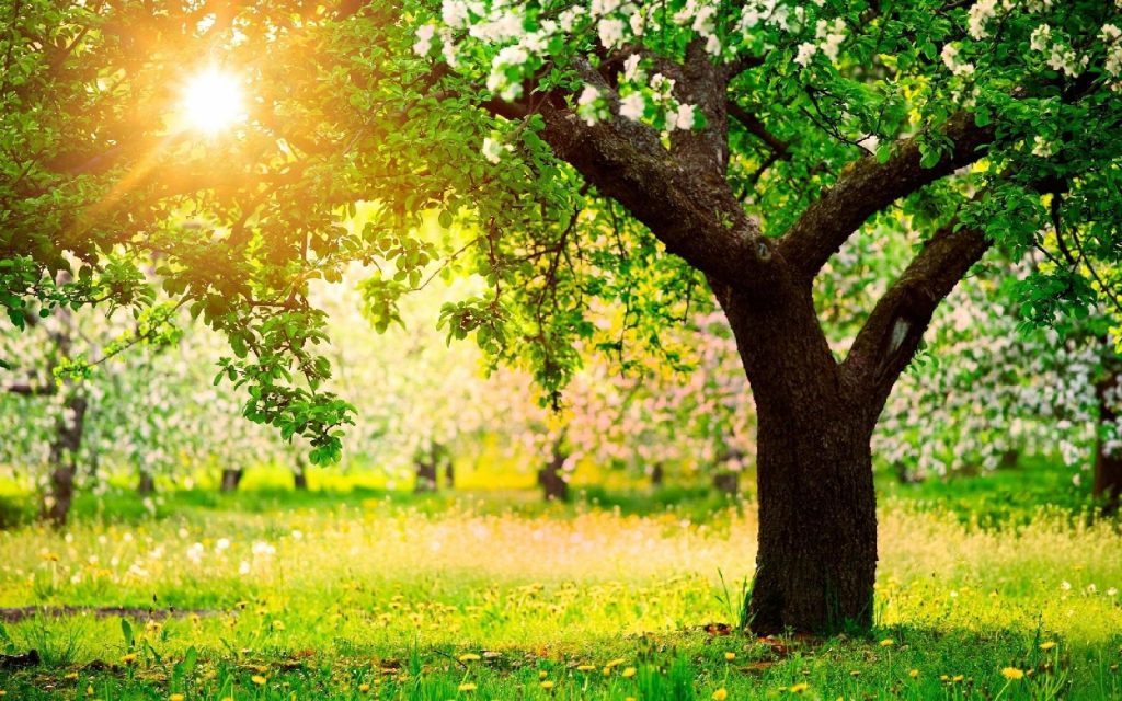 Giornata degli alberi: collaborazione con Legambiente, per bilancio arboreo