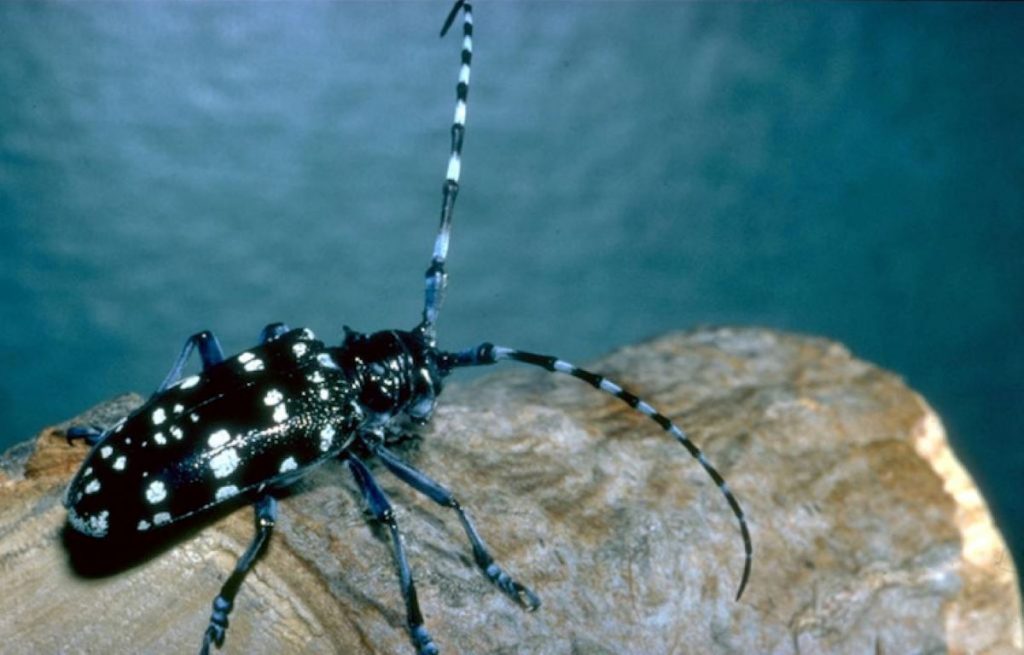 Tarlo asiatico, la regione stanzia 30 mila euro per monitorare le piante.