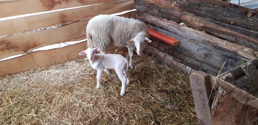 Ancona: Boss, il primo agnellino nato nelle carceri di Barcaglione