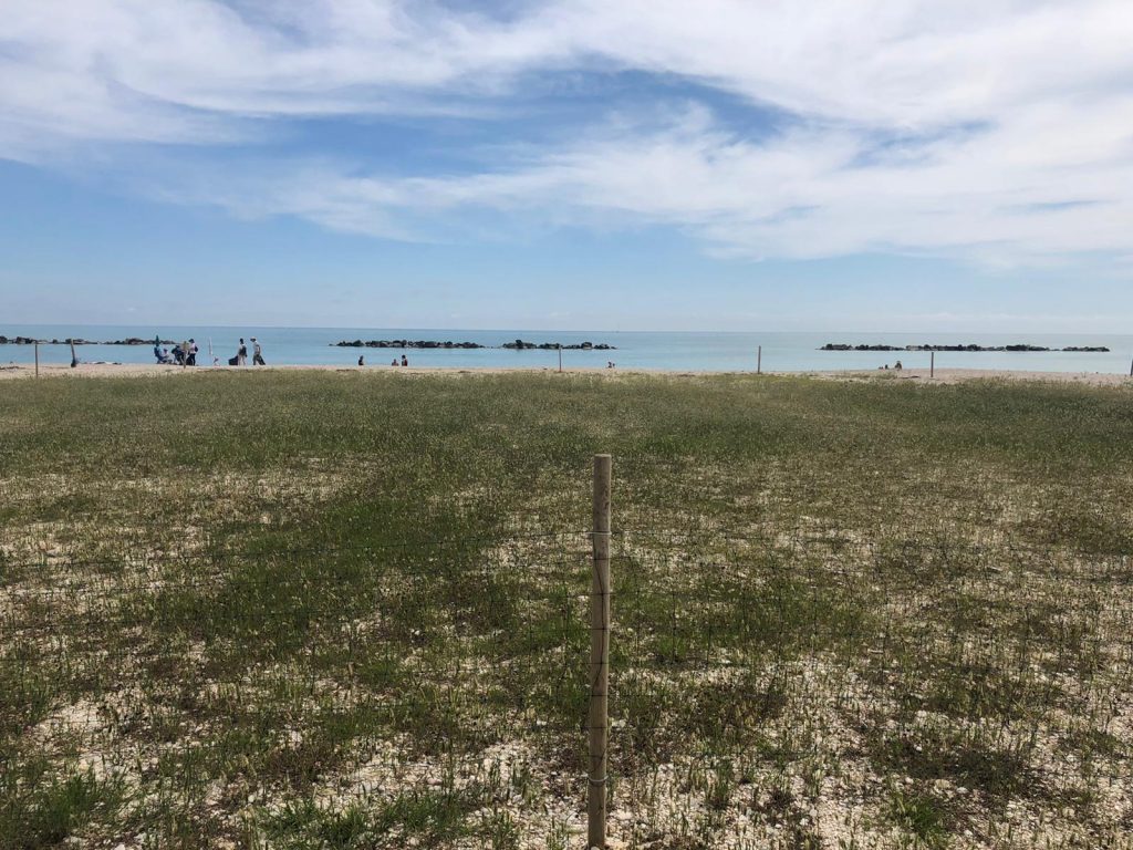 Lido di Fermo: associazioni ambientaliste ripuliscono l’arenile del fratino