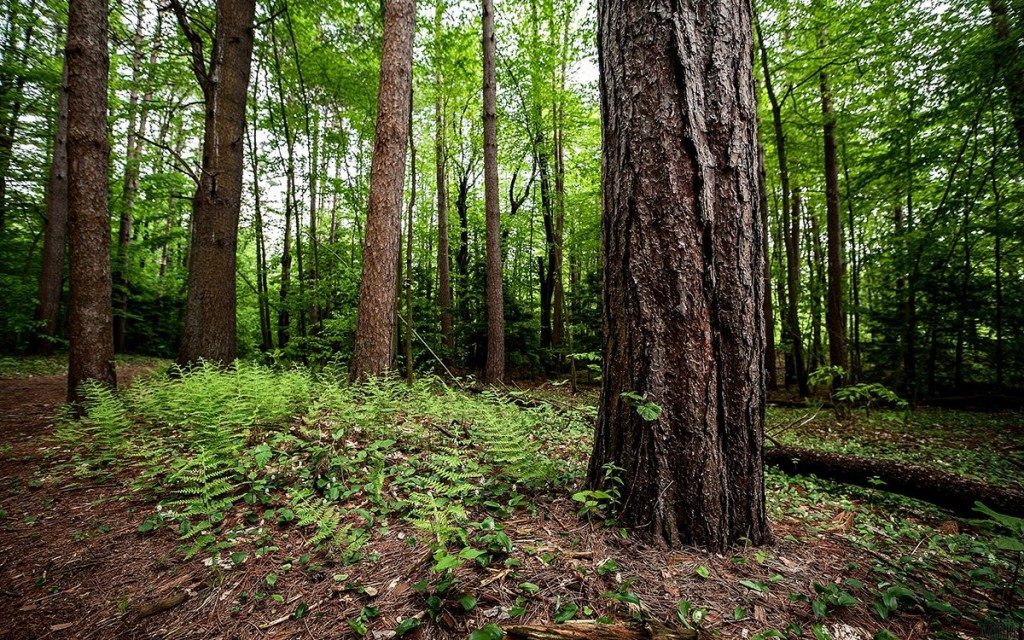 La Voce Altra, rotocalco settimanale