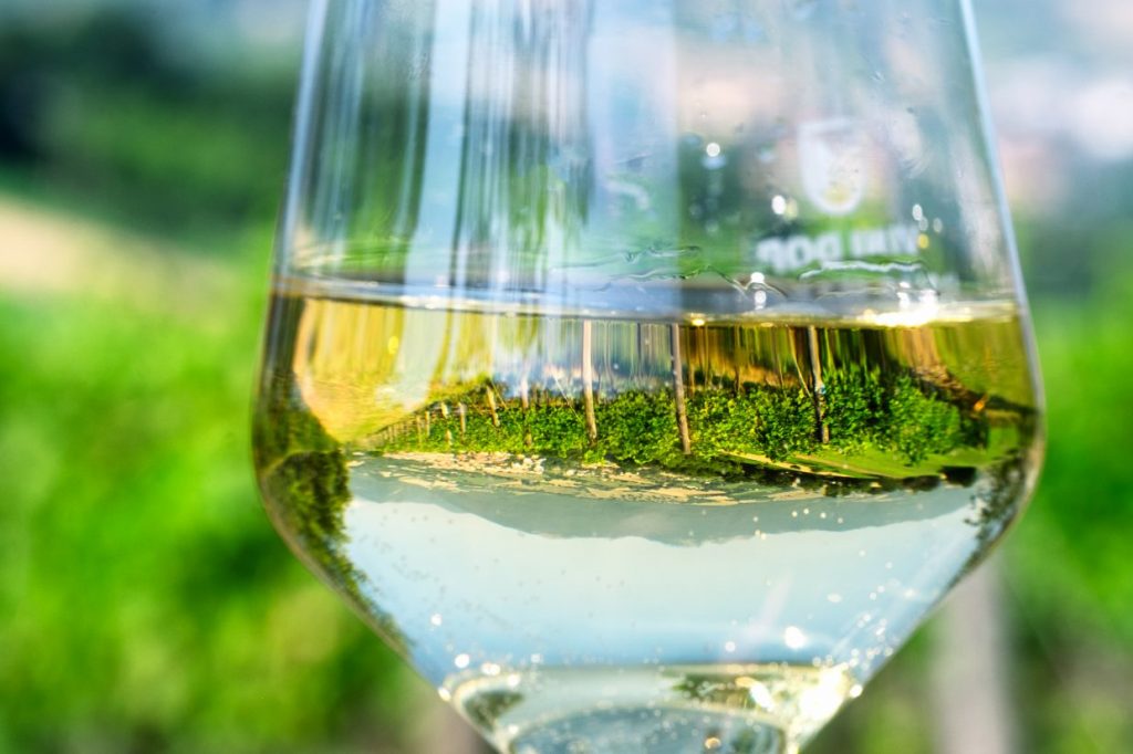 “Marche: dalla vigna alla tavola”, bando della Regione per promuovere vino e ristorazione post Covid