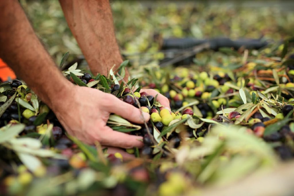 Tipicità, la biodiversità in cucina. Carloni: Vincente unione tra agricoltura e gastronomia