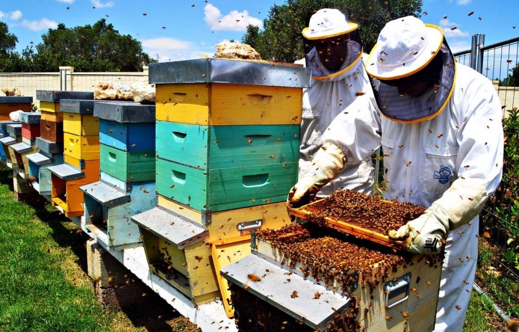 La regione Marche godrà di 323 mila euro per l’apicoltura