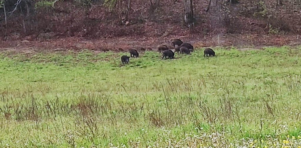 Allarme cinghiali: “Gli agricoltori rinunciano a coltivare tanto va tutto distrutto”