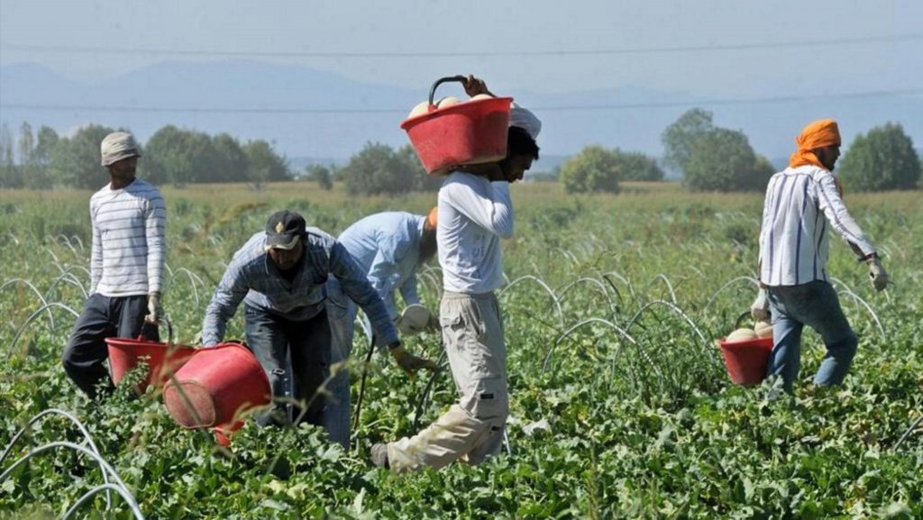 Guardia di Finanza Macerata: lotta al “caporalato”, denunciato un imprenditore per sfruttamento del lavoro