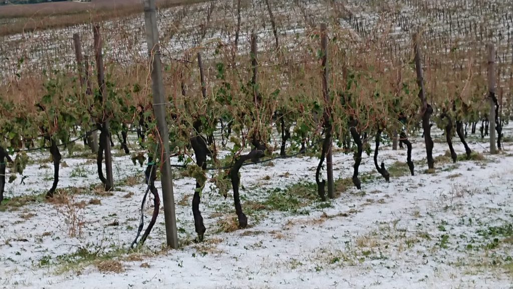 Coldiretti, sos campagne: la grandine distrugge vigneti e oliveti