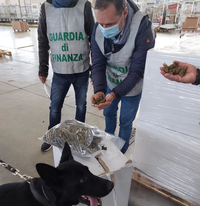 Ascoli Piceno, la GdF sequestra 1,5 tonnellate di marijuana