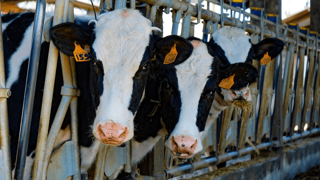 Latte, arriva l’accordo: 4 cent in più al litro per salvare le stalle