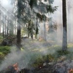 Incendi boschivi, protezione civile e scuole per prevenire