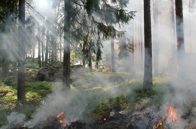 Incendi boschivi, protezione civile e scuole per prevenire
