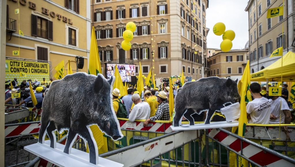 Emergenza cinghiali, protesta a Roma. Carloni “Basta giochi sulla pelle degli agricoltori”