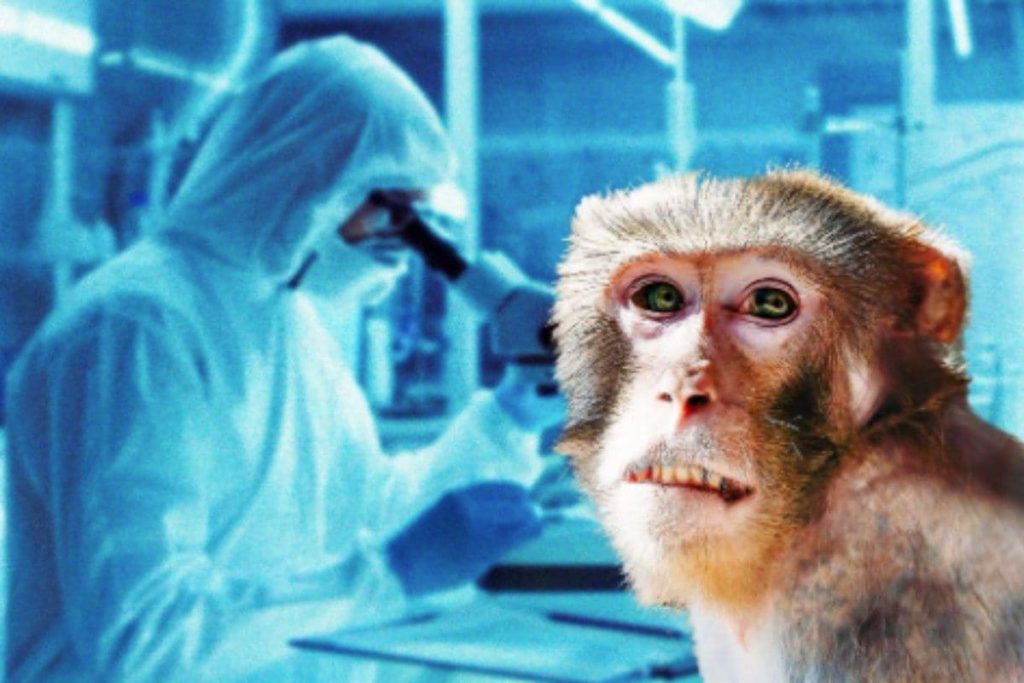 Vaiolo delle scimmie, vaccinazioni al via anche nelle Marche