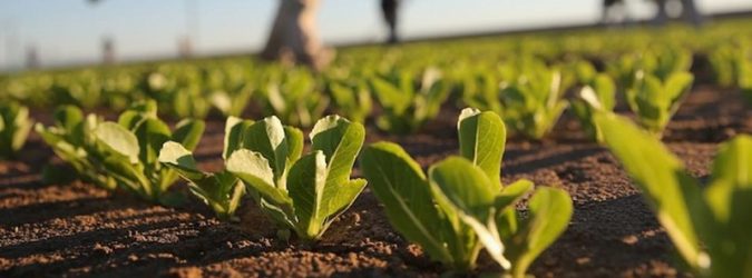 La Cia agricoltori provinciale stila un bilancio dell’attività agricola del 2022