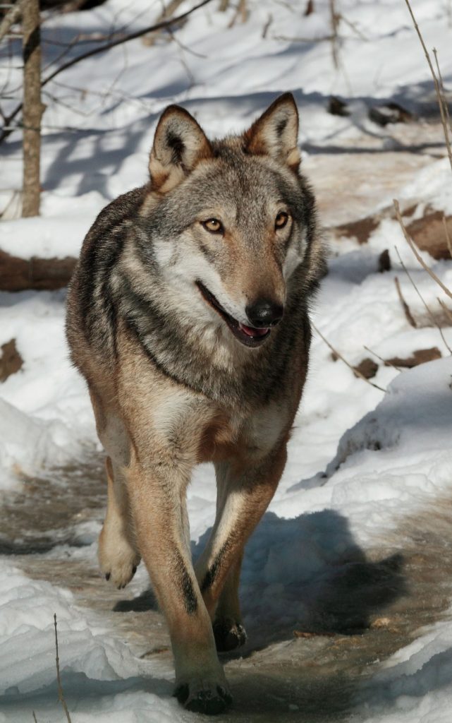 Morto Lupo Merlino, simbolo di speranza dei Monti Sibillini