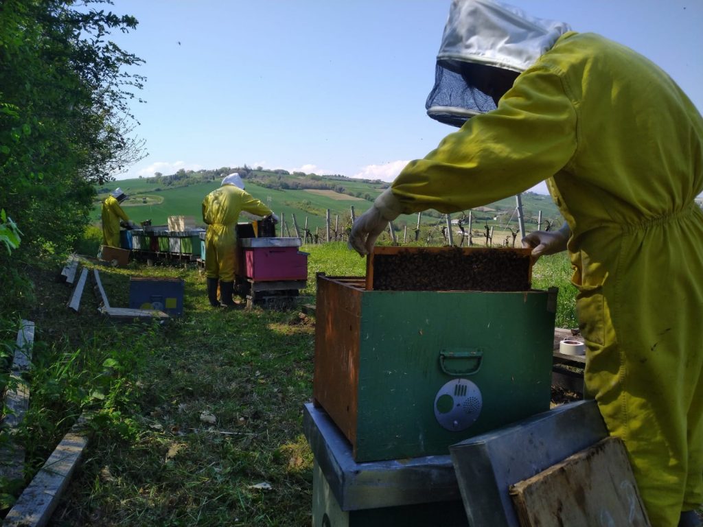 I consorzi apistici delle Marche condividono il testo della nuova legge sull’apicoltura
