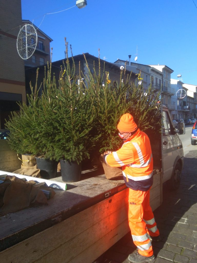 Porto Sant’Elpidio: al via la ripiantumazione degli alberi di Natale nelle aree verdi della città