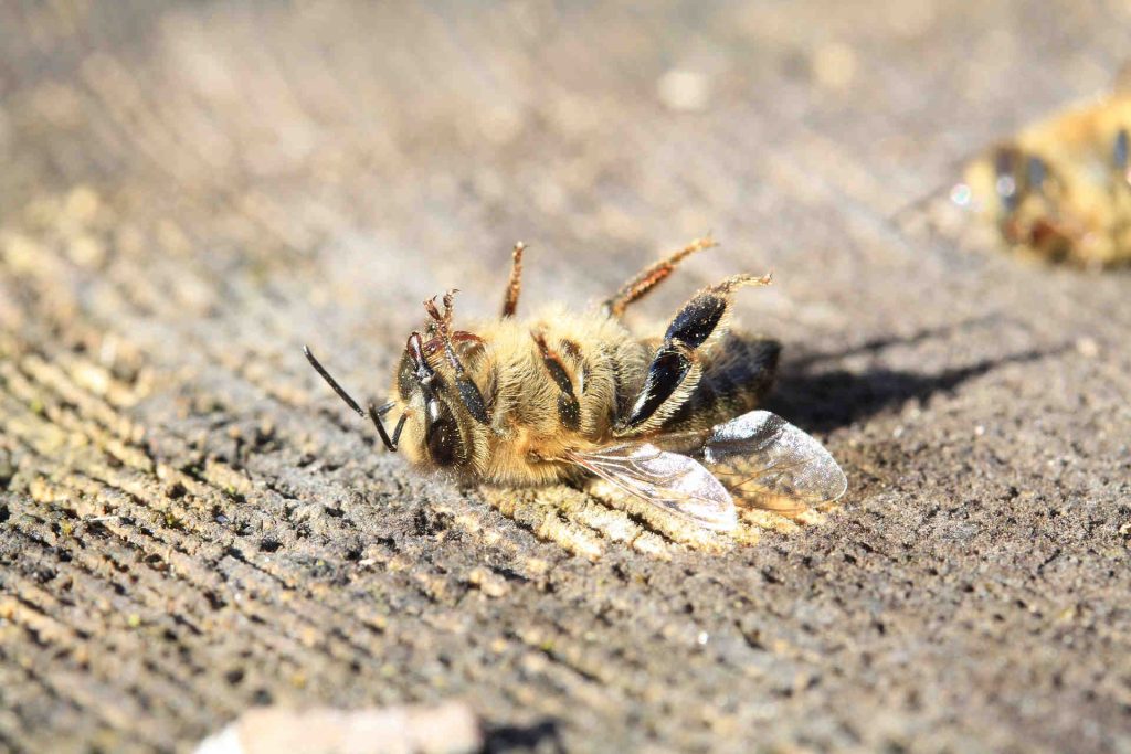 BeeSafe, api e insetti impollinatori a rischio