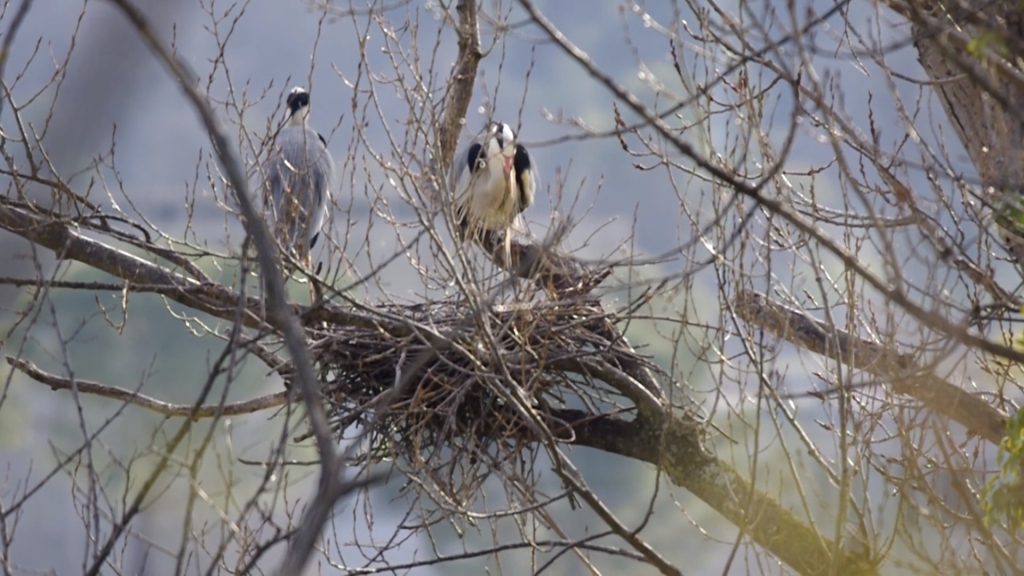 L’airone cenerino nidifica sulle rive del Tronto