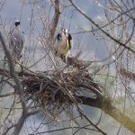 L'airone cenerino nidifica sulle rive del Tronto