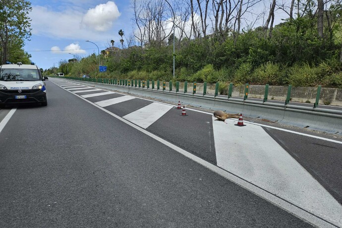 Capriolo investito lungo la strada fermana, trappola per animali selvatici che scendono verso mare