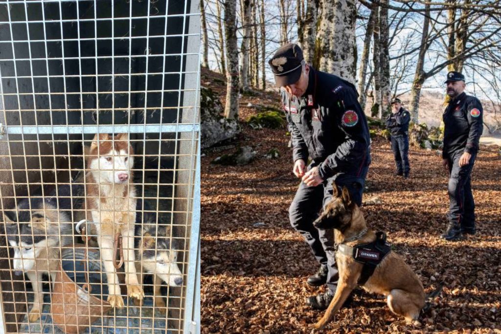 Gdif Perugia: Sotratti 170mila euro al fisco con allevamento di cani