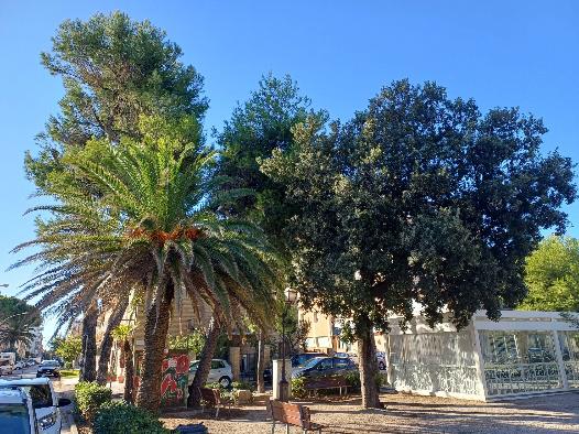 “Salviamo 11 alberi di piazza Mentana”, comitato chiede incontro con la giunta Vesprini