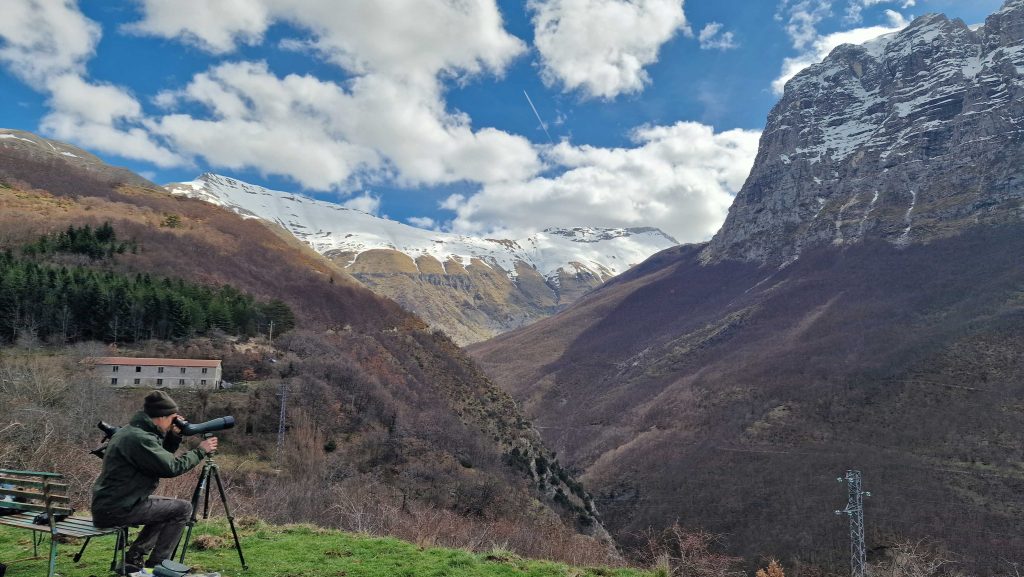 8 coppie di aquile reali censite nel Parco dei Sibillini