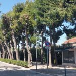 Maxi piano del verde con 1300 potature per la sicurezza e decoro di Porto San Giorgio