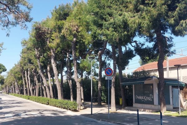 Maxi piano del verde con 1300 potature per la sicurezza e decoro di Porto San Giorgio