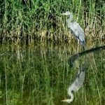 Oasi faunistica di Marina Palmense: la Giunta approva fattibilità tecnico economica con 300 mila euro ITI Urbani