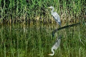 Oasi faunistica di Marina Palmense: la Giunta approva fattibilità tecnico economica con 300 mila euro ITI Urbani