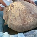 Tomba picena riaffiora dopo le piogge al cimitero di Sant'Elpidio