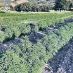 GdF sequestra una tonnellata di canapa in un'azienda agricola di Petritoli