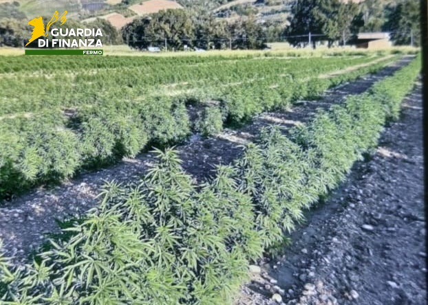 GdF sequestra una tonnellata di canapa in un’azienda agricola di Petritoli